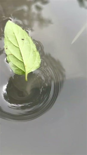 Amazing Water Vortex Experiment!? #whrilpool #experiment #experiments #vortex #waterexperiments
