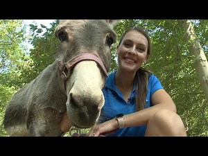 Sherman the rescued donkey loves to run