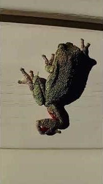 Missouri Tree Frog