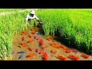 How Ornamental Fish Farmer Raising Thousands of fish and Harvest - Mud pond Last Harvest!!