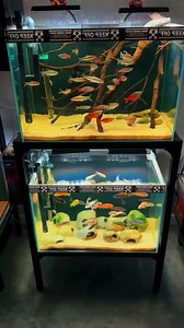 8.5K views · 227 reactions | Aquarium Room. #aquariumroom #aquarium #fishtank #aquariumlife #plantstank #aquascape #aquariumfish #aquariumhobby #beautifulaquarium #fishkeeping #relaxingfish #freshwaterfish #peacefulaquarium #aquariumlovers #calmingvibes #miniatureworld | Maria Hudson | Facebook