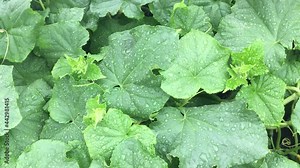Horizontal background video - fresh bright green cucumber leaves with dew drops close-up moving from the wind. Concept-gardening and growing vegetables