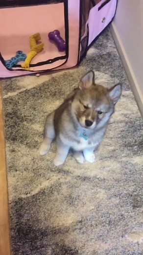 Meet Leia, the Cutest Siberian Husky Puppy Ever!