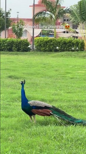 SGGU Vibes | Nature’s Charm, Peacock’s Grace & Pure Peace in Godhra