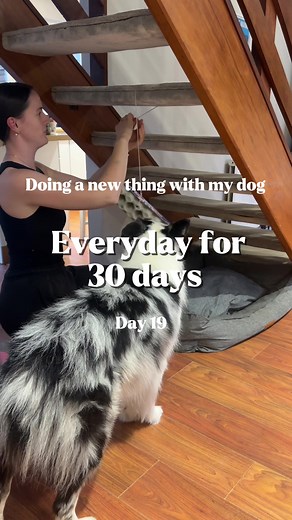 Enhance Your Dog's Day 19: Egg Box Enrichment Tips