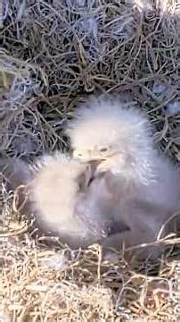 NE32×NE33 Sibling Rivalry💥🐥💥🐥💥#eagle #chick #eagles #NEFL