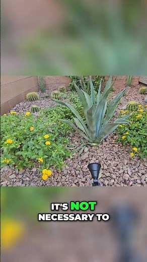 Agave Plant Maintenance: Easy Steps to a Beautiful Garden