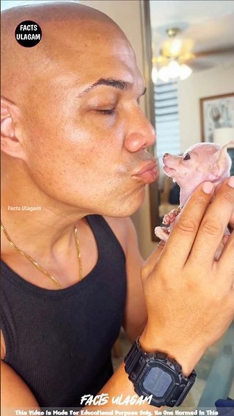 The Tiniest Dog in the World 😍| #factsintamil #factsulagam #short