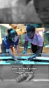 The Science of It!: SEA URCHINS