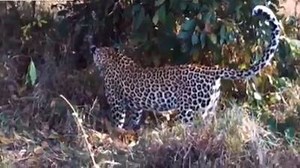 Leopard Attacks, Kills And Eats A Python. | AnimalsWow