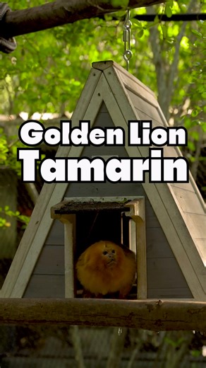 Celebrate #GoldenLionTamarinDay with us and get to know George, our newest addition to the family...and yes, the hair is natural! ✨🦁🐒 #ZooMiami If you're visiting us today (August 2nd), swing by the Amazon & Beyond section for: 🧠 Enrichment fun for George at 11:30 am 🎨 Activities for all ages 📍 A special pop-up table in front of his habitat