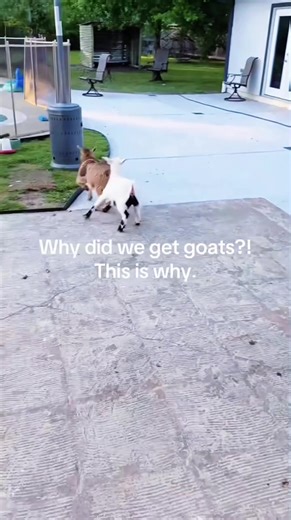 Fainting Goat #PetTok #funnyanimals #GuiltyDogFace #USAPetLovers #PetFYP