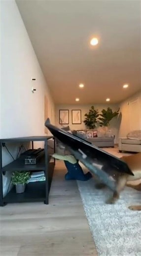 CCTV: Dog Stops a Falling TV!