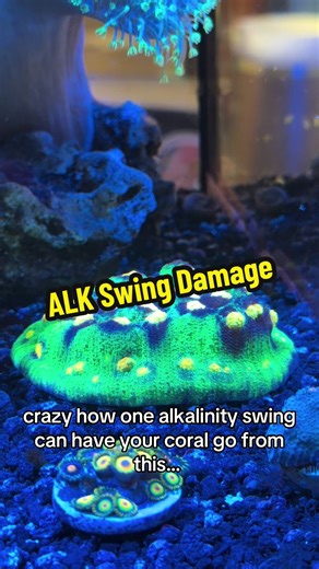 reefing humbles you and teaches you lessons about stability. nano reefs are a lot harder to keep stability bc parameters can swing so quickly. this is the backlash from my alkalinity jump a few weeks ago. it still has some good tissue left over and it hasn’t been receding much anymore so hopefully it will grow back out and continue on. i think i need a apex neptune or a bigger tank 🥲 #ReefTank #reef #saltwateraquarium #fish #coral