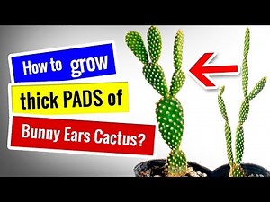 CACTUS CARE for Beginners | How to fix etiolated Bunny Ears Cactus and grow thick PADS?