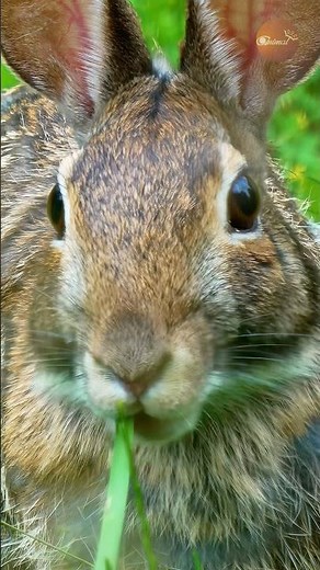 Nature’s lawnmower: Watching a wild rabbit at lunch