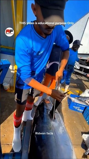 Tuna fish meat checking process 🐟