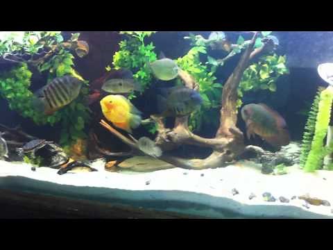 New 220 Gallon turtle and cichlid aquarium