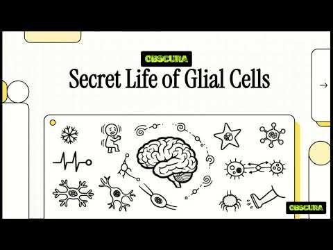 "The Hidden Heroes of Your Brain: The Secret Life of Glial Cells!"