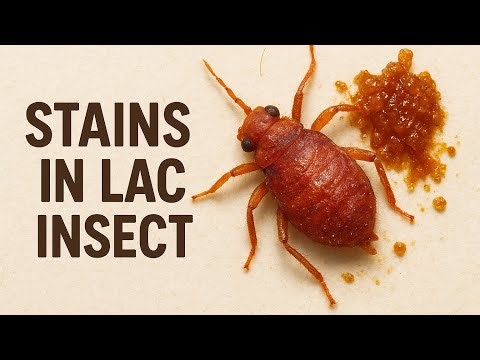 Stains in Lac insect