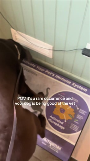 Patient Labrador Awaiting Treat at the Vet