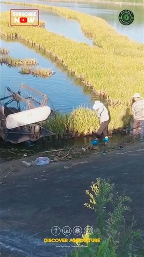 Amazing Floating Rice Farming Technique