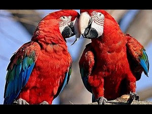 Parrots in the Land of Oz (Nature Documentary)
