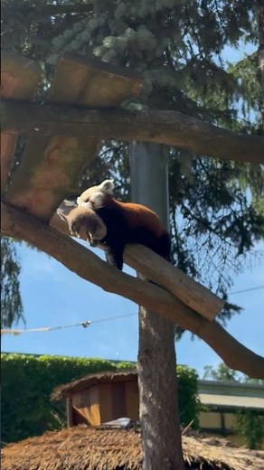Panda červená a jedno z mláďat v Zoo Olomouc