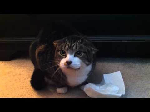 Cat Growling and Moo-ing