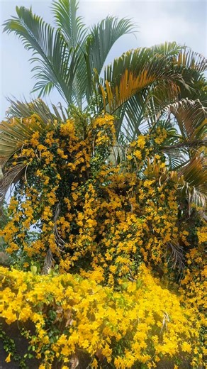 Viral Cat's Claw Vine❤️😍 #flowers #shorts #trending #reels #yellow #dreamsonwheels #new #short #yt