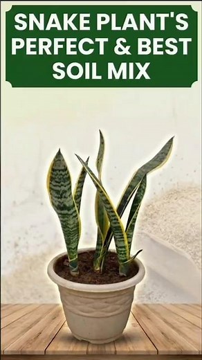 Perfect Soil Mix for Snake Plant (Organic & Drainage Focused) 🪴 #shorts #youtubeshorts #snakeplant