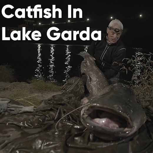 Can Jeremy Wade find the infamous 7ft long monster lurking in the waters of Lake Garda? 😳 #JeremyWadesDarkWaters | Discovery Channel UK