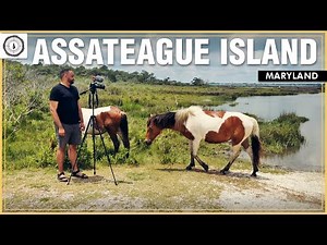 Discover Assateague Island, Maryland | Where Wild Horses Roam!