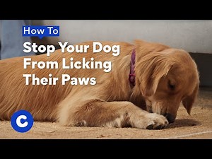How To Stop Your Dog From Licking Their Paws | Chewtorials