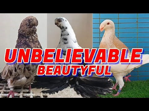 AMAZING FANCY PIGEON BREEDS VIDEO | EYE CATCHING PIGEON BREEDS COLLECTION #26