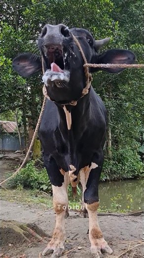 Real Village Cow Sound | Big Cow Moo Sound in Village