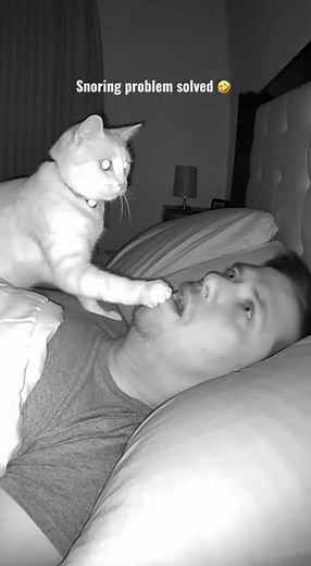 Snoring Problem solved at last #cat #pets | alyx star