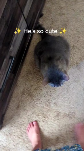 He is our chubby boy! Even with the diet we ended up putting him on. ❤️❤️ #catsoftiktok #cat #fatcat #needypets #rolls #tabbycat #tabbycatsoftiktok