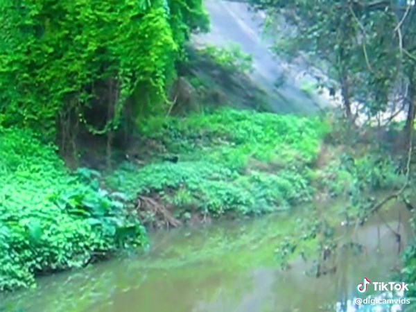 Exploring Nostalgia: Old Digital Cameras in Nature