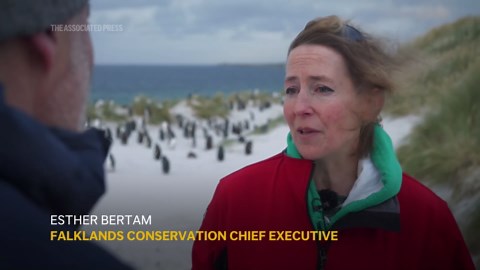 Conservationists' concern over vulnerability of penguin population on Falkland Islands