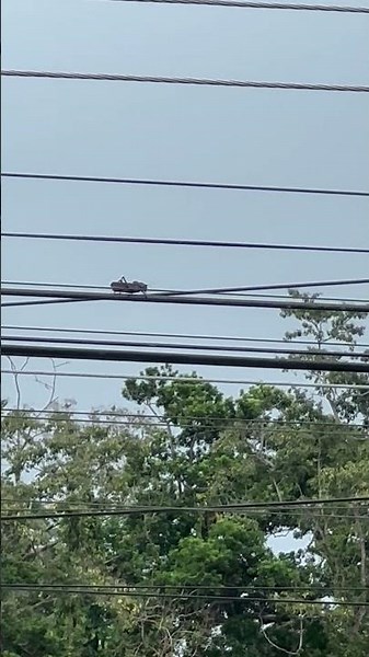 Massive Locust Crawls Along a Power Line