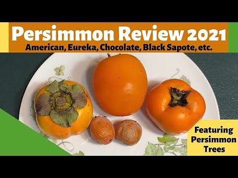Persimmon Variety Review 2021| American, Eureka, Chocolate, Black Sapote, etc.