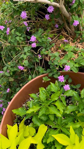 5K views · 180 reactions | A unique characteristic of swallowtail butterflies is that they continuously flutter their wings while feeding such as this Eastern Black Swallowtail nectaring on purple lantana. | Butterfly Lady | Facebook
