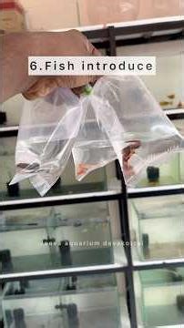 How to set up a freshwater aquarium from scratch😍