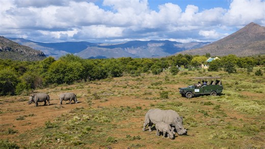Would you get this close to rhinos?