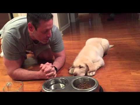 11-week-old Lab Puppy Praying w/Daddy Before Dinner