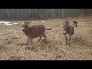 Mini Donkeys Running, Kicking and Singing!