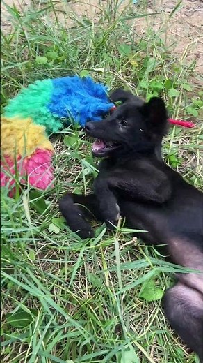Puppy Playground: Ultimate Cuteness Overload!