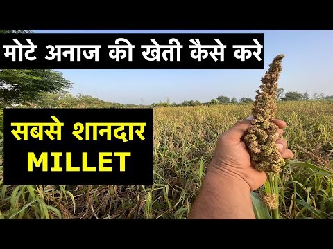 Everything About Barnyard Millet Farming | From Sowing To Harvesting | Health Benefits | हिंदी/HINDI