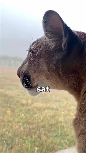 PUMA Missed His Best Friend 😢 (_l_am_puma) | Inner Spark